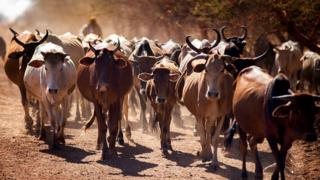 Cattle traders from the Misseryia area in Abyei region migrate from north on December 18, 2016.
