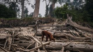 orangutan
