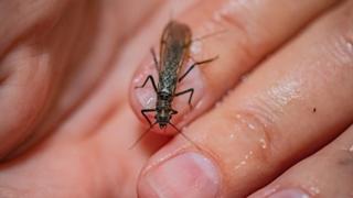 Conservation: Lifeline for endangered insect feared extinct - BBC News