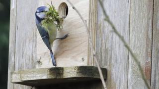Blue tit nest building