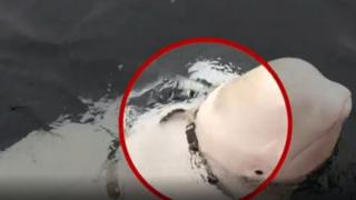 ரஷ்யாவுக்கு உளவு பார்த்த திமிங்கிலம்