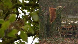 Squirrel and trees