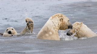 Polar bear mum and cubs frolic in waters