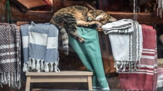 Kucing tidur
