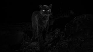 Siyah Leopar