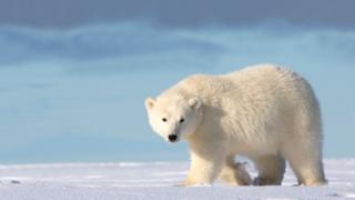 Polar bear