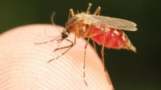 Mosquito