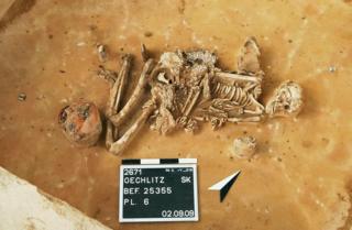 How Ancient DNA Is Transforming Our View Of The Past - BBC News