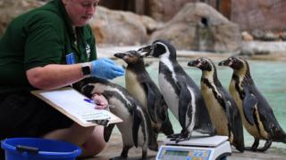 Penguins