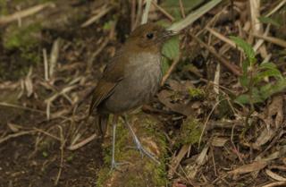 Grallaria urraoensis