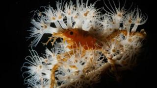 An orange decorator crab covered in many hydroids seen in waters in Indonesia