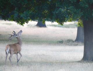 A deer in a park
