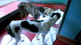 寄居澳門保護動物協會路環收容所的逸園格力犬(BBC中文圖片22/6/2018)