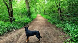 Brasenose Woods