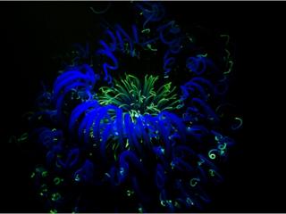 Anemone