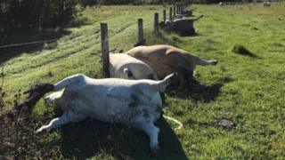 Линия мертвых коров рядом с проволокой на австралийской ферме