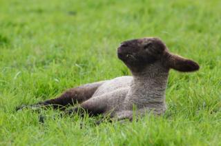 A sheep lying down on the grass