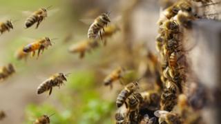 bees