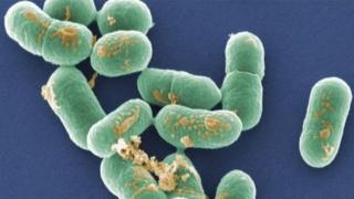 Listeria