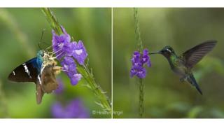 Polilla y colibrí sobre una falsa verbena