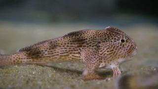 Handfish