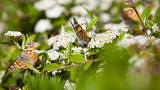 butterflies
