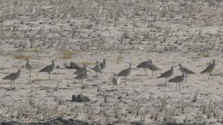 Zarapitos siberianos buscan por cangrejos en un campo seco de arroz, Corea del Norte
