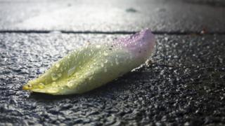 Single flower petal on the floor