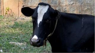 गाय, मध्य प्रदेश