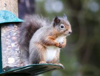 Squirrel in Tentsmuir forest