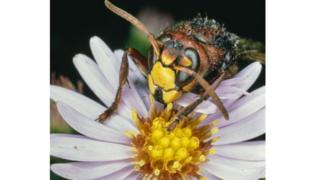 European hornet, Hymenoptera, on an aster
