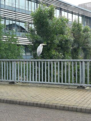Heron in Oxford Science Park