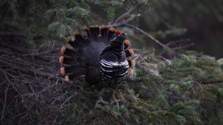 caza en Alaska