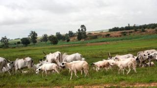Cows