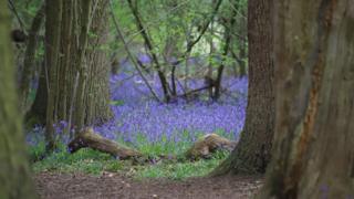 Bluebells at Cothill Woods