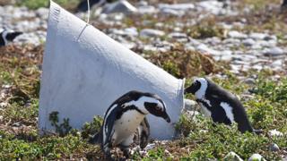 How are penguin 'igloos' helping to protect them? - BBC Newsround