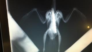 Jackdaw X-ray