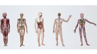 Illustration showing different internal systems