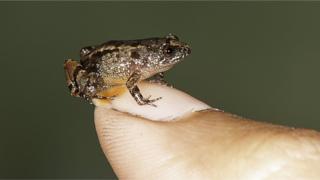 Katak mini