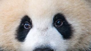 panda