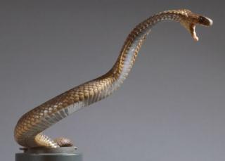 Le cobra égyptien se rencontre dans de nombreux pays africains.