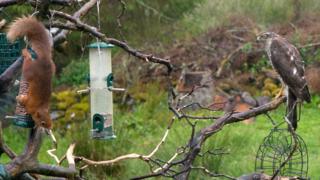 Squirrel versus sparrowhawk