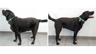 Kaspa the chocolate Labrador