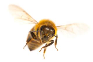 Una abeja