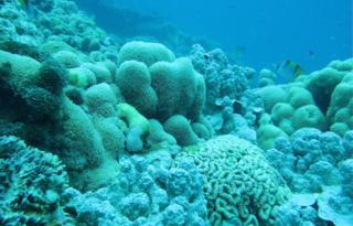 Bleached coral