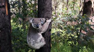 great-koala-count.