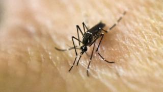 Aedes Aegypti