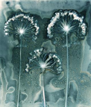 Three flower heads in an image made up of shades of blues and greens