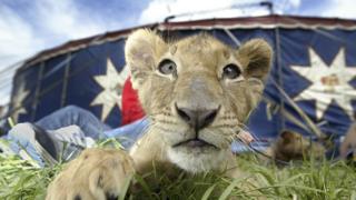 Lion-cub-owned-by-Great-British-Circus.