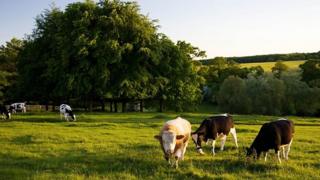 коровы в поле